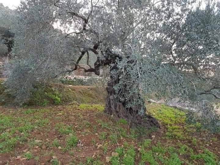 أرض للبيع 3235متر