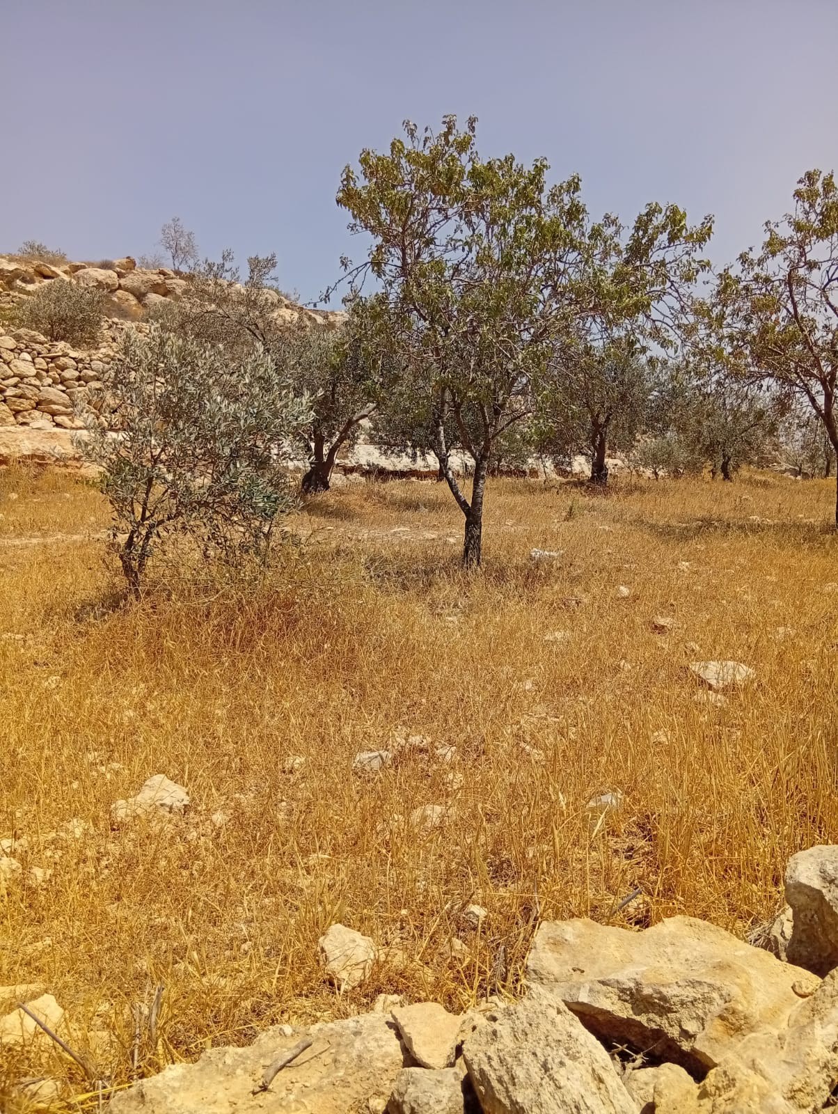 أرض للبيع دونم