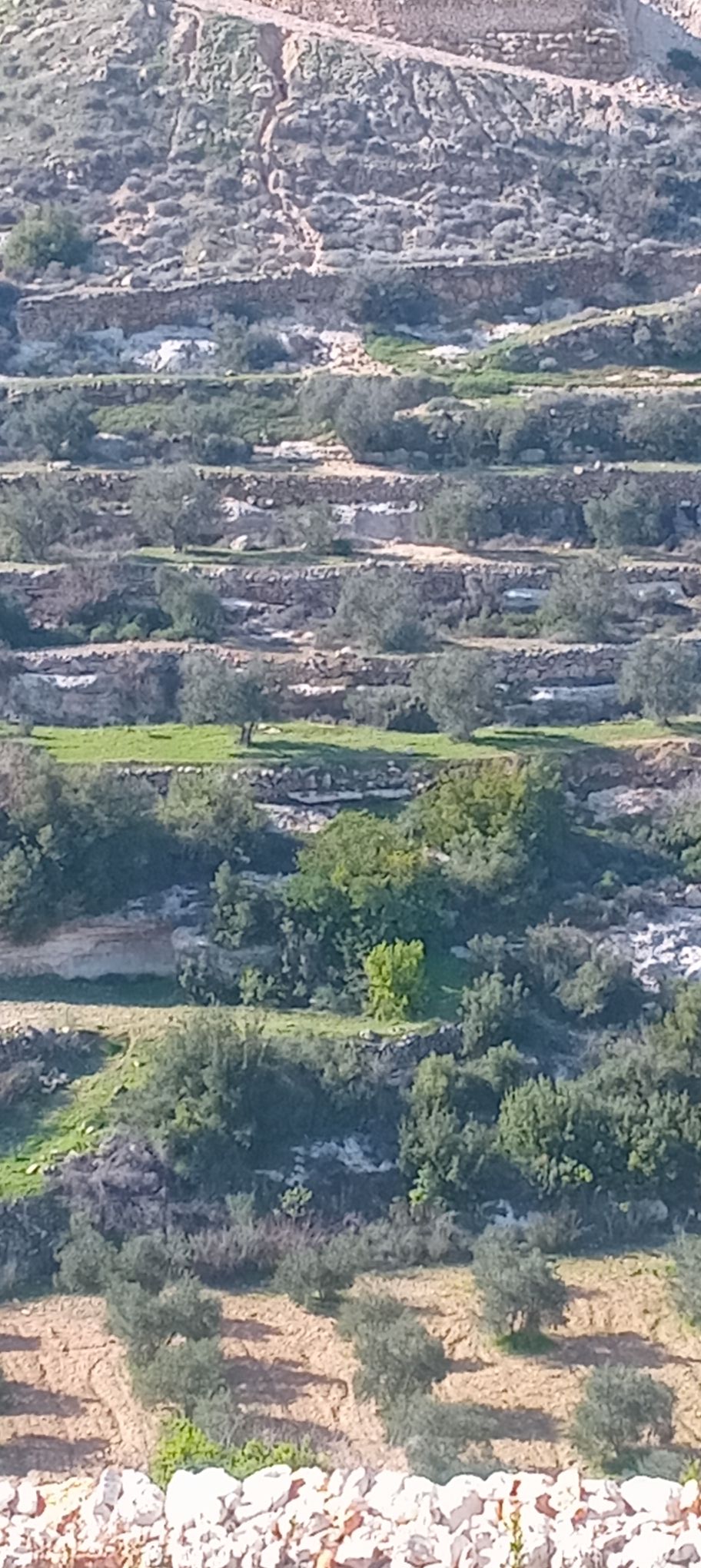 أرض للبيع 2 دونم