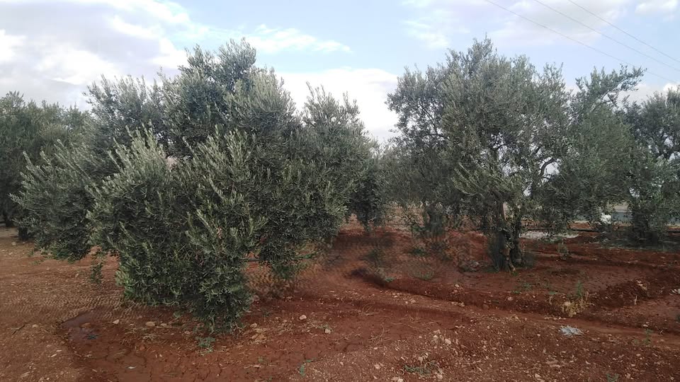 أرض للبيع 2500 متر مربع