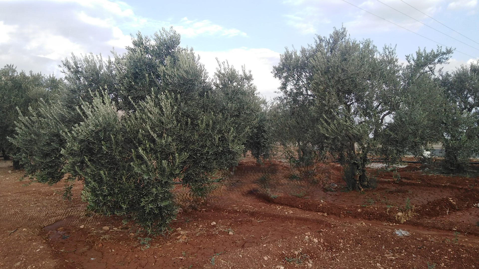 أرض للبيع  2580 متر