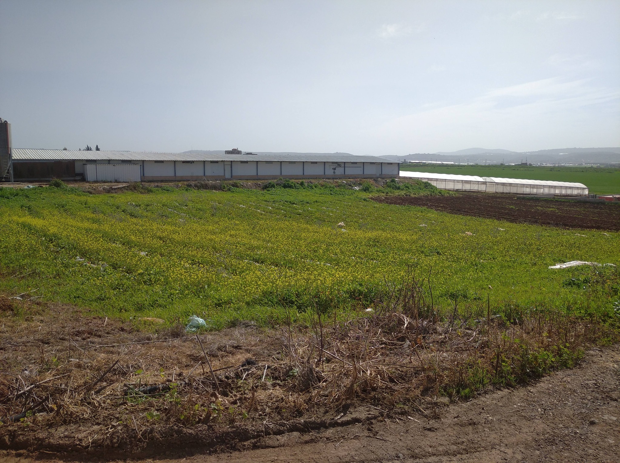 أرض للبيع 2 دونم