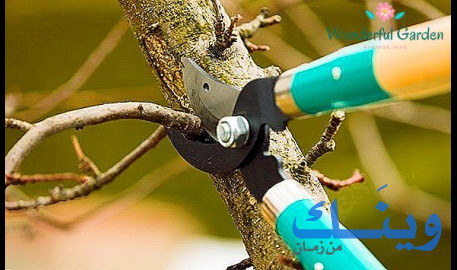 حسين عوض