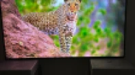 شاشة Hisense 65 بوصة