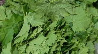 ورق عنب