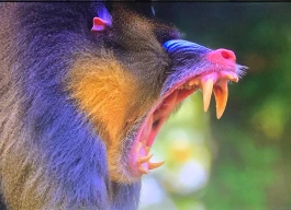 شاشة سامسونج
