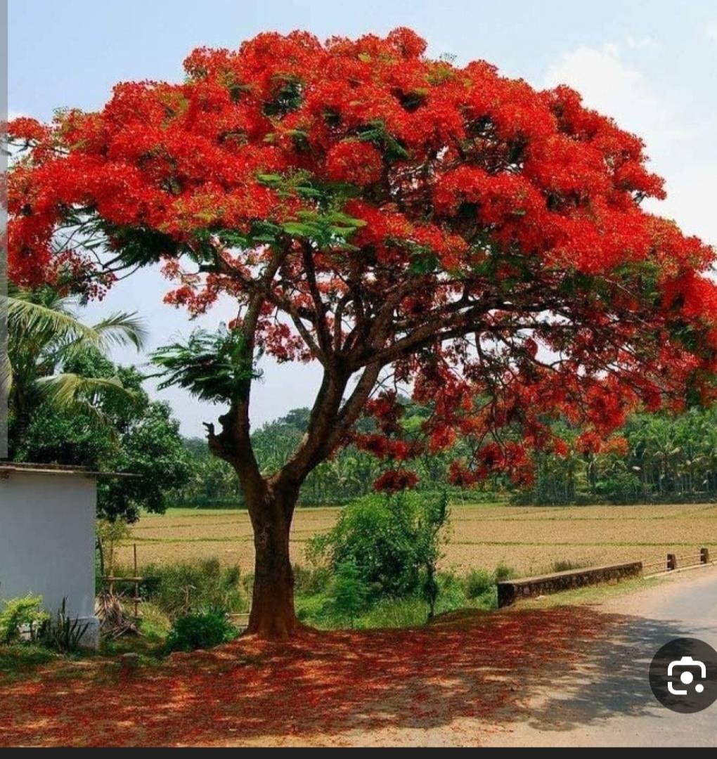 شجرة بونسيانا