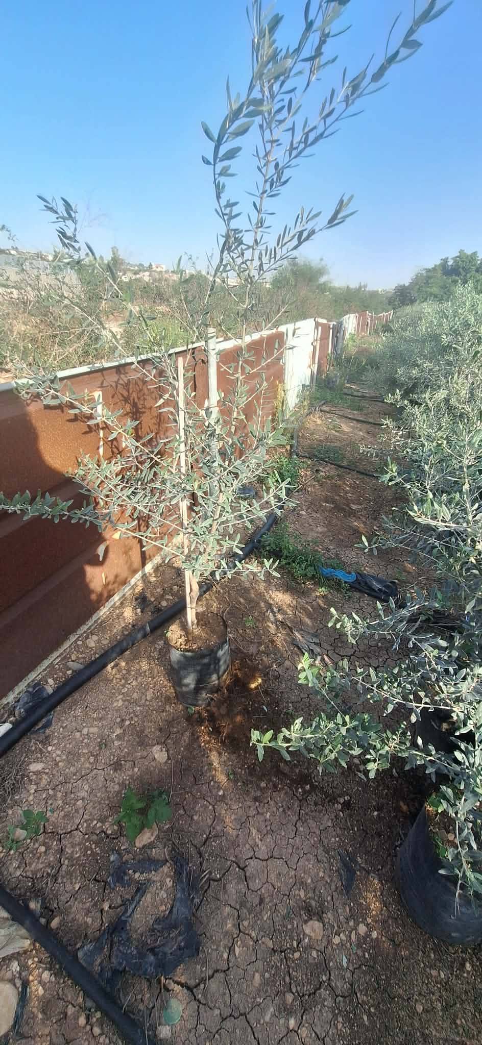 شتل زيتون بلدي الأصل